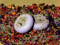Jabón Facial Lavanda